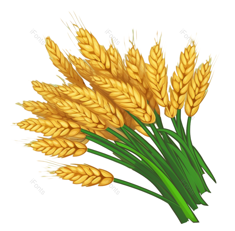 芒种图片,麦子元素,丰收PNG,麦田免抠素材